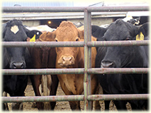 Livestock Auctions